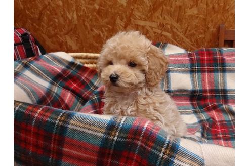 成約済の宮城県のトイプードル-121594の4枚目